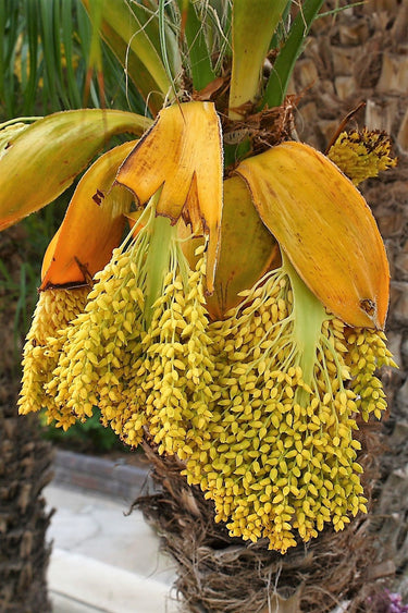 10 PYGMY DATE PALM Phoenix Roebelenii Dwarf Miniature Ornamental Fruit Tree Houseplant Seeds